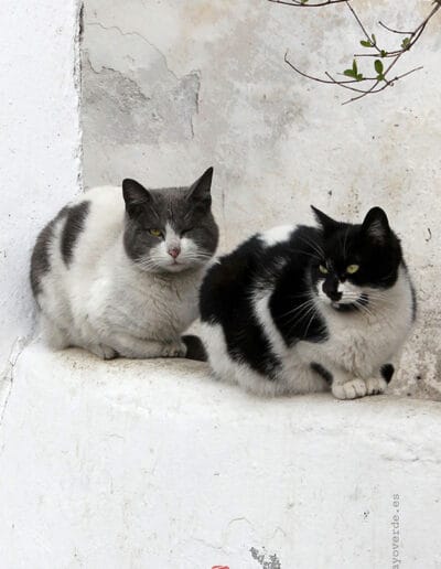 Fondos