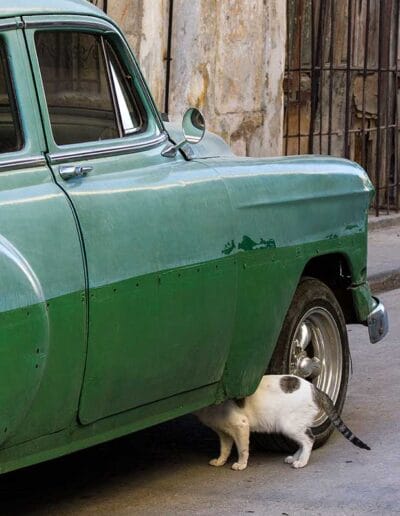 Fondos El Rayo Verde