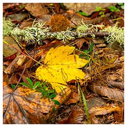 Colores de otoño