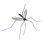 ERV